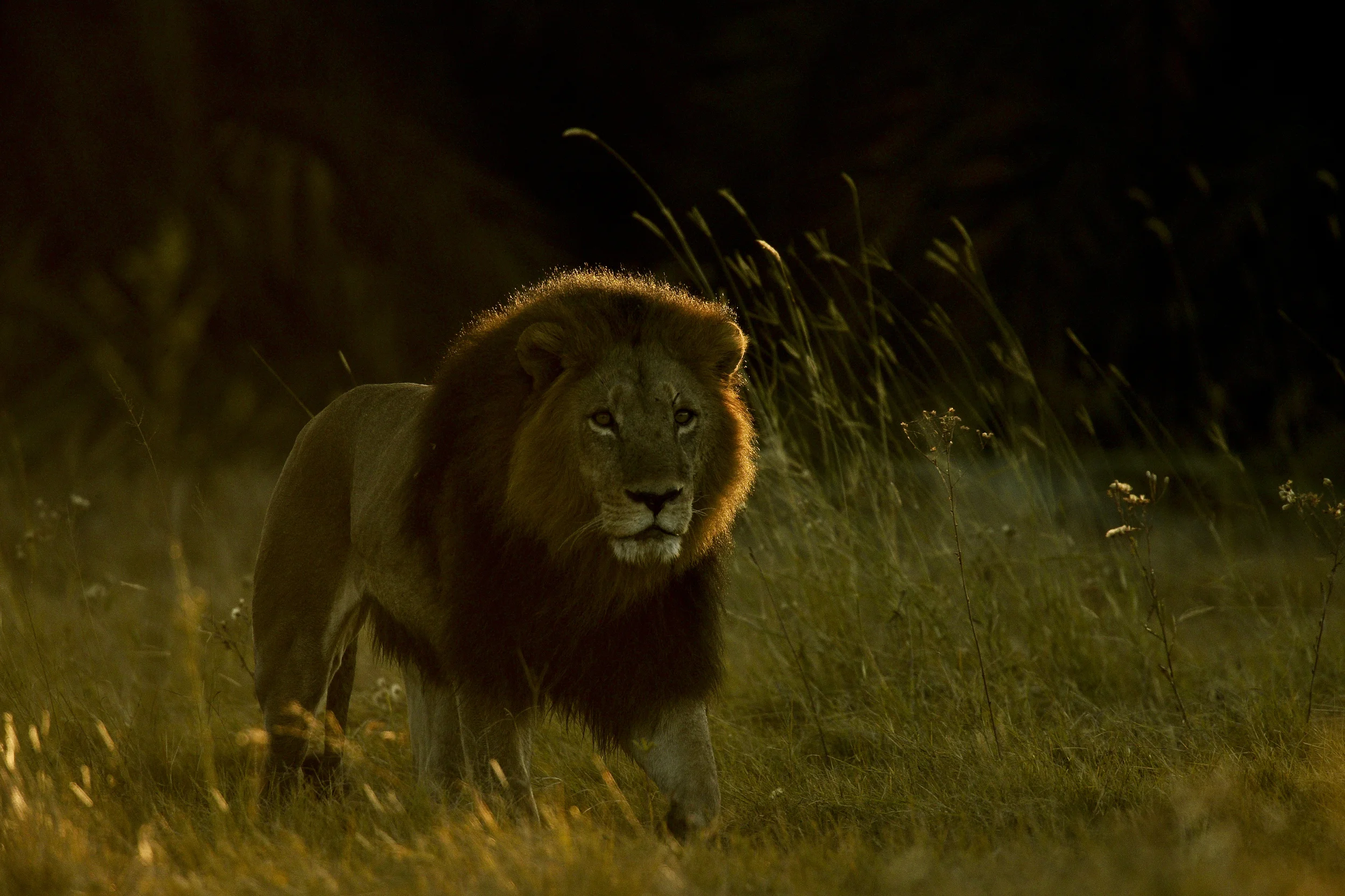 Lion on a territorial patrol_Botswana_BJoubert3040.jpg