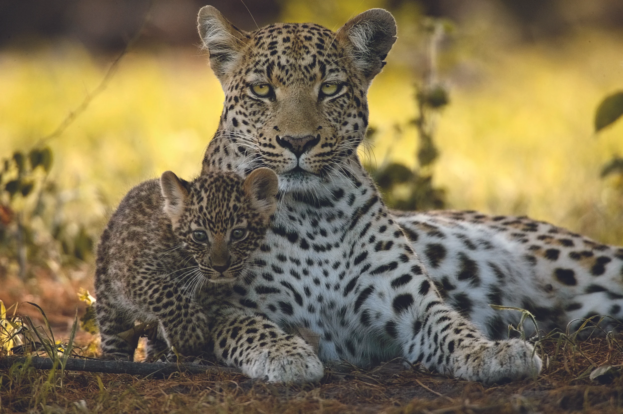Unlikely Leopard Cover1__Beverly_Joubert.jpg