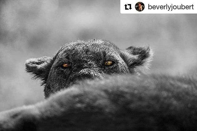 #Repost @beverlyjoubert
・・・
Staring straight into the amber eyes of a lion will always awaken a part of me that knows instinctively that I am not the true predator here. And yet - people's amazing ability with tools and intelligence has made our spec
