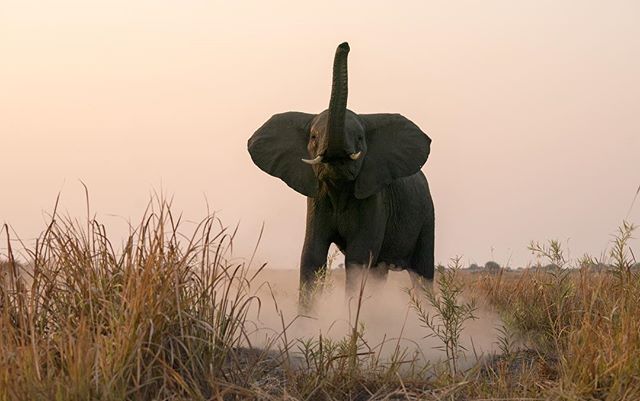 Getting our scent on the wind. A young bull elephant kicks up dust as he follows females from the herd, but he stops to investigate us, trunk raised as if in greeting. #elephant #dubaplains #okavango #hello