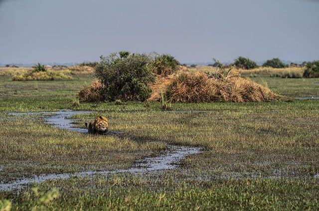 Following the lionesses who have been hunting lechwe in the swamps of Duba Plains. There&rsquo;s no way to avoid getting wet but he can make things easier for himself by sticking to a hippo trail which has cleared a path through the aquatic vegetatio