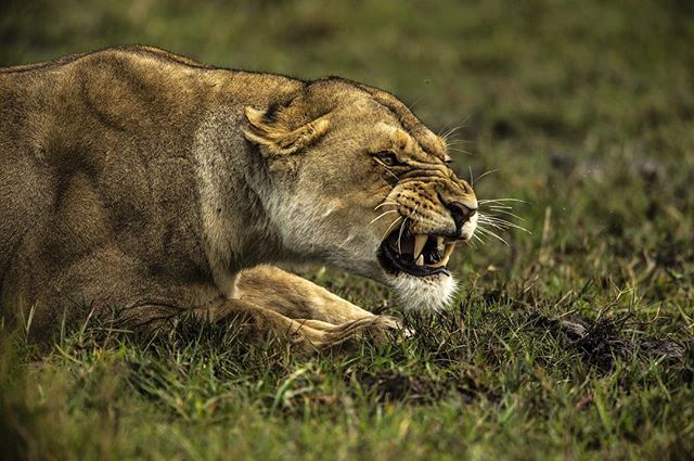 A ferocious snarl and a formidable reminder that a lioness is not to be underestimated. The dominant Duba Plains male wants to mate with her but she's having none of it and is letting him know in no uncertain terms. It's a process that can go on for 