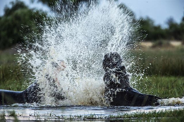 With water levels dropping in the Okavango Delta, hippos are becoming increasingly agitated about others&rsquo; proximity in their pools. It&rsquo;s leading to numerous highly vocal and splashy altercations - which don&rsquo;t always end with a show 