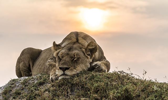 She's a phenomenal hunter in perfect condition. Like all Okavango lions, her muscles are highly developed from running through water on a daily basis and she is bigger than most lions found in other areas. It is not possible to live in this wet envir