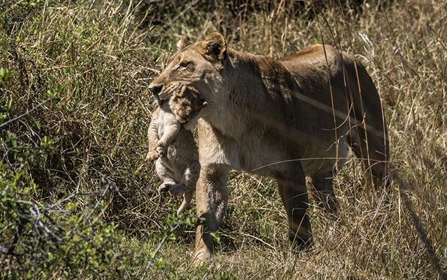 One of the little scraps that she&rsquo;s been hunting for. She&rsquo;ll move her den every few days so that the smell of lion doesn&rsquo;t alert other predators to their presence. She has to leave her cubs alone while she hunts and they&rsquo;re hi