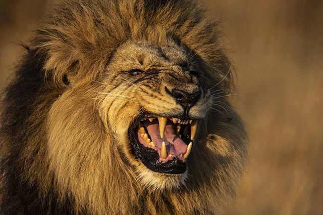 It looks like a snarl but is in fact a response to pheromones known as the flehmen response. This is seen in a number of mammals and most cats (including house cats), and allows them to check the reproductive or territorial status of others. Both mal
