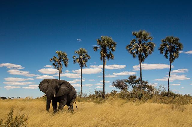 They say an elephant never forgets. They certainly don't seem to forget when a favourite food source becomes available. The Makalani palms (Hyphaene petersiana) that are great features of this northern Botswana landscape, produce copious amounts of f