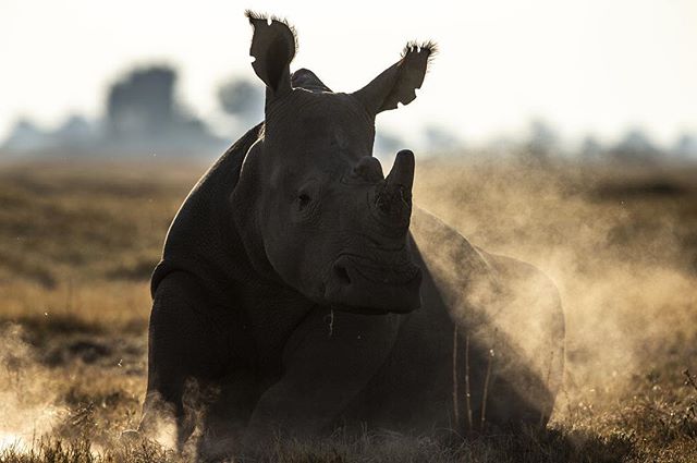 National Geographic: Rhino Rescue (DVD)