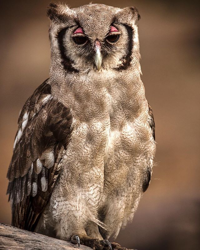 Their deep hoots are a well known sound in the savannahs and their larger size means that they&rsquo;re more likely to be seen when they roost in trees during the day. But Verreaux&rsquo;s eagle owls are often confiding - content in knowing their win
