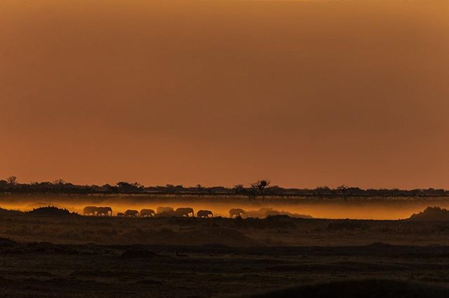Elephants in the mist - visible against a backdrop that is highlighted by a slow-burning fire. #okavango #veldfire #elephants #landscape