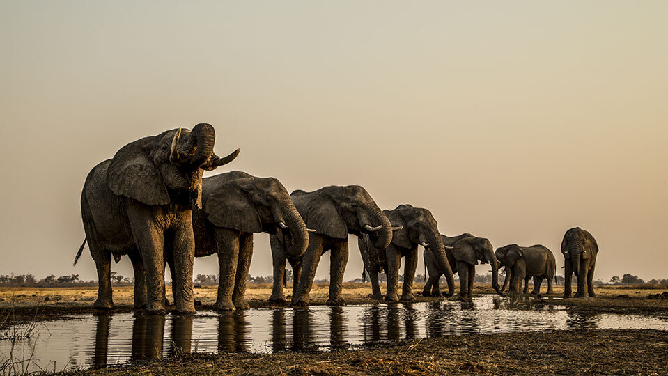 Wildlife Films