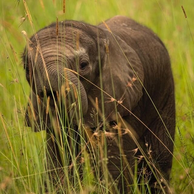 An elephant&rsquo;s trunk is a remarkable adaptation. It contains at least 40,000 muscles that give the animals both the dexterity to pluck individual leaves, and the strength to push down entire trees. Understandably, it can take baby ellies some ti