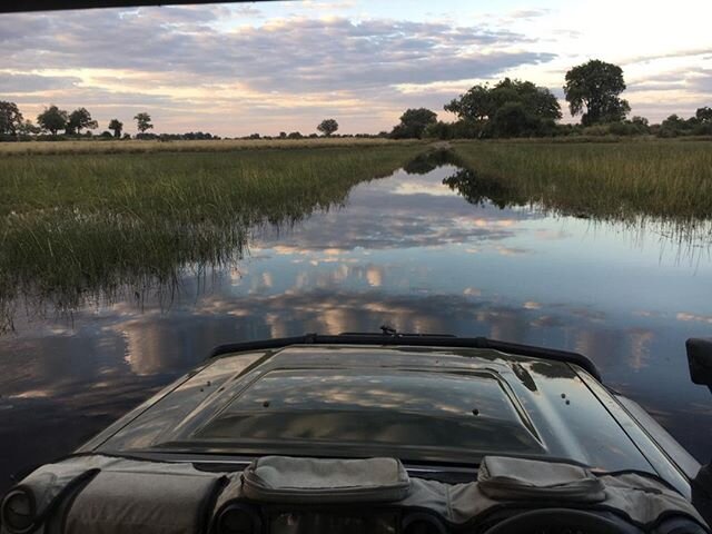 We love seeing so much water around Duba Plains! The natural rhythms of the Okavango Delta continue unabated in these difficult times. ⁣
⁣
#DubaPlains #GreatPlainsConservation #GreatPlains #ConservationTourism #conservation #nature #Botswana #Okavang