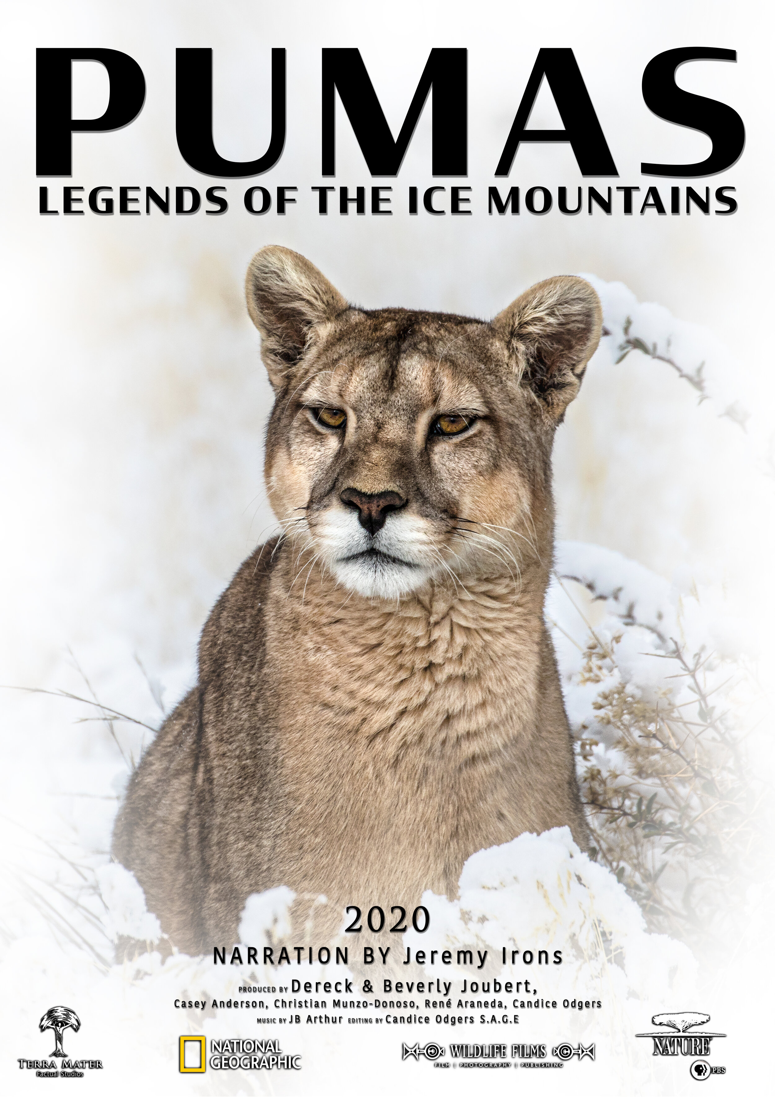 Puma_Poster_8.jpg