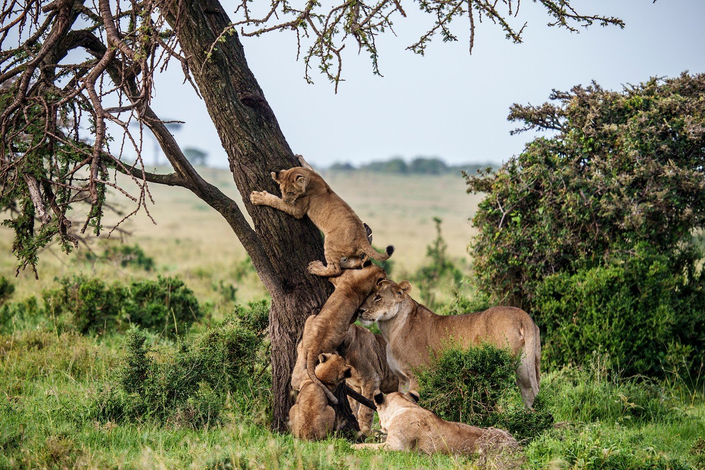 Across the animal kingdom, family finds its form. In our decades of documenting wild species, we've witnessed these precious familial bonds weaved into the fabric of the natural world. Every tender touch of a trunk in an elephant herd helps strengthe