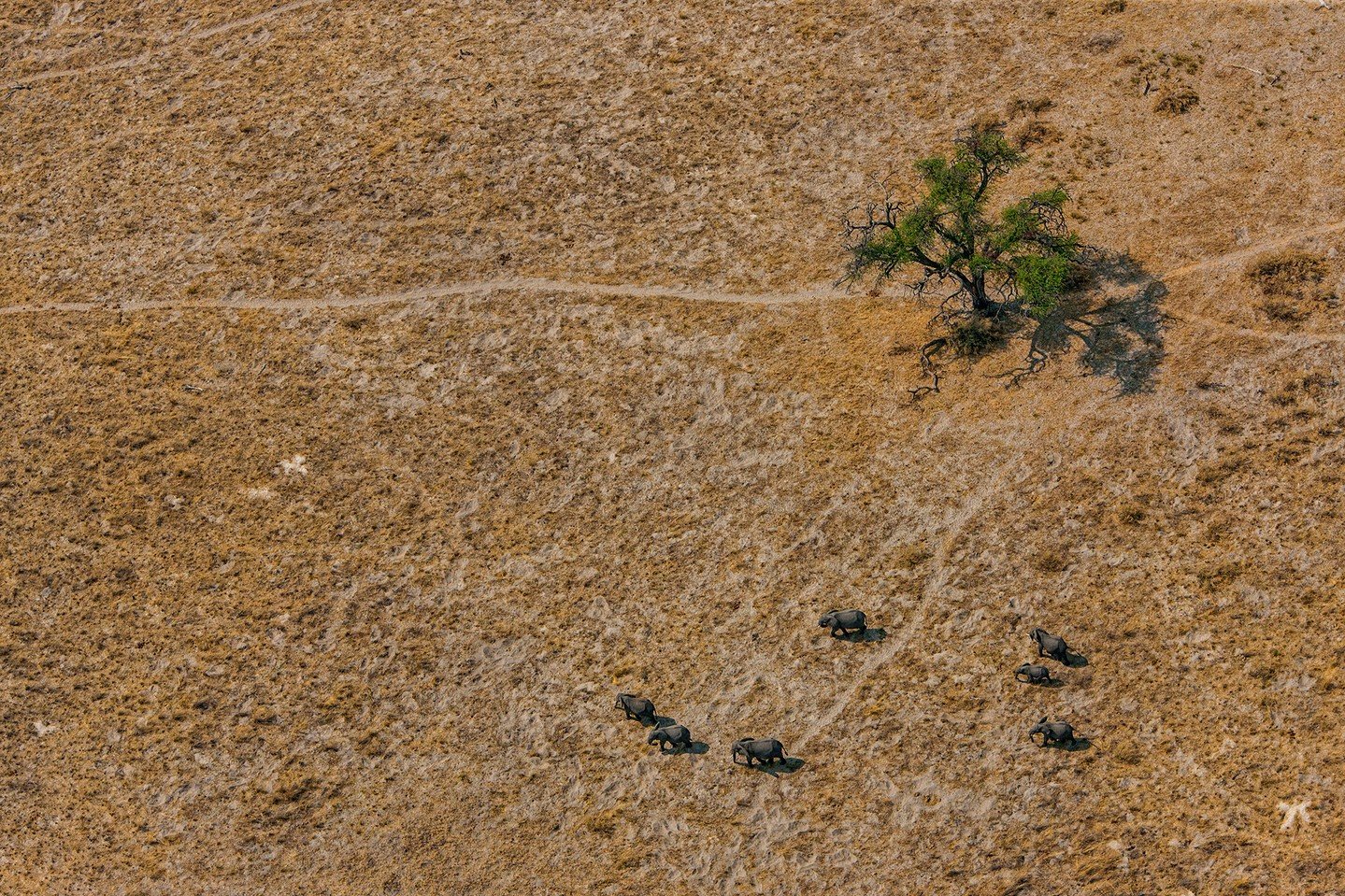 When survival is hinged on seasonal shifts in weather which are not always predictable, the most resilient species find a way to adapt and persevere. This family of elephants lumbered across a vast, barren landscape, driven only by their finely tuned