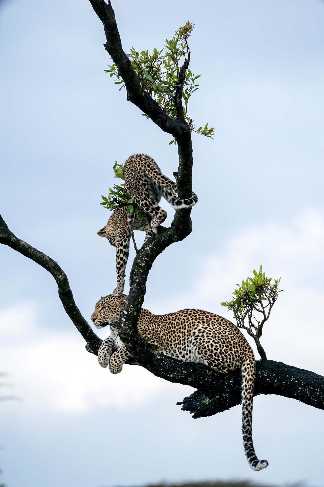 Trees are more than just resting spots for leopards; they provide cover from danger, a safe place to stash a meal, and can even serve as lofty playgrounds for young cats. We spent many hours with this gorgeous leopardess named Fig as she raised her c
