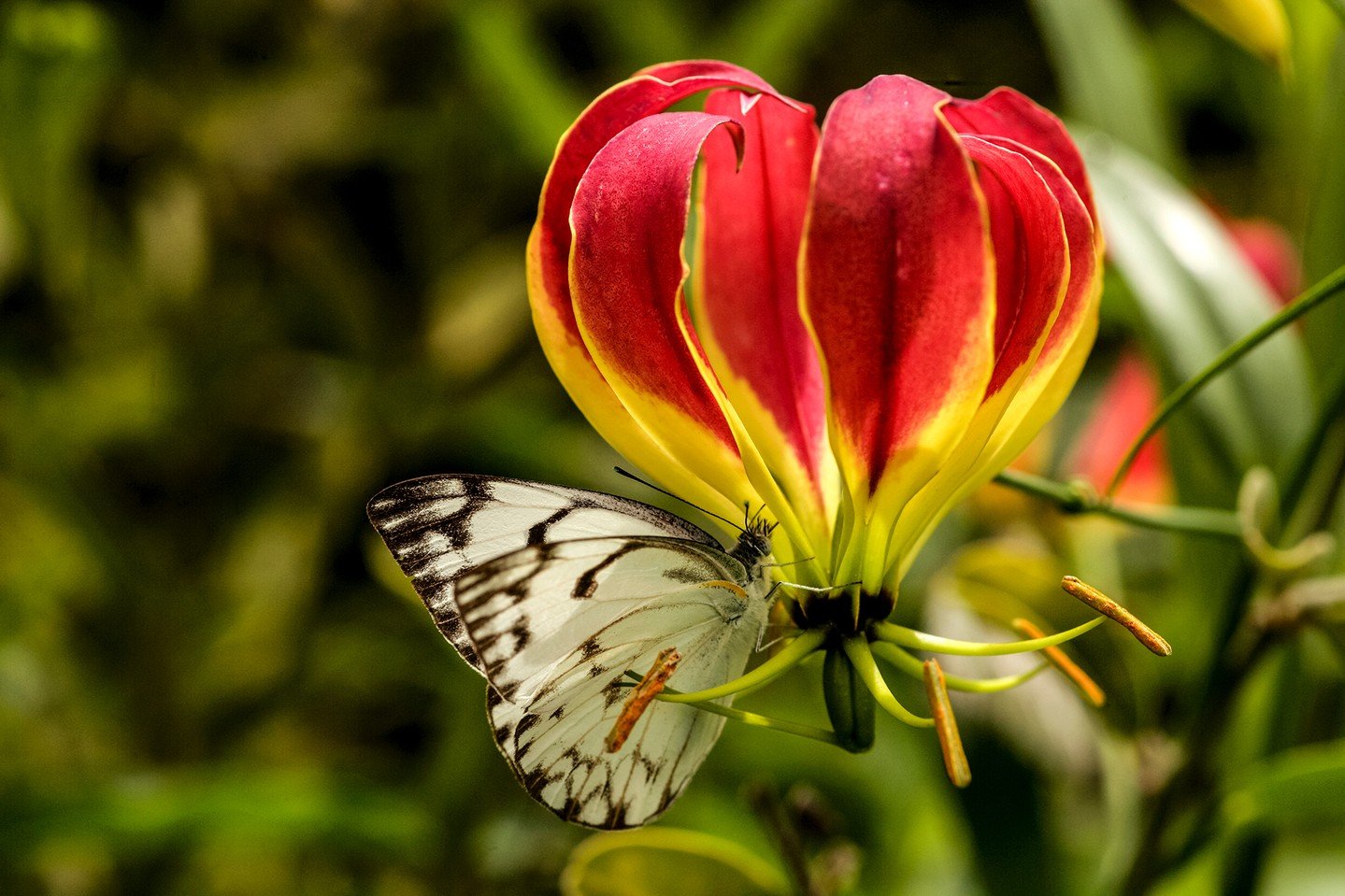 In the summer months in Kenya's Masaai Mara, as the golden-yellow grasslands turn verdant green, flame lilies begin to flower exploding in vibrant bursts of red and yellow. The showy flowers attract butterflies&mdash;positive indicators of a healthy,