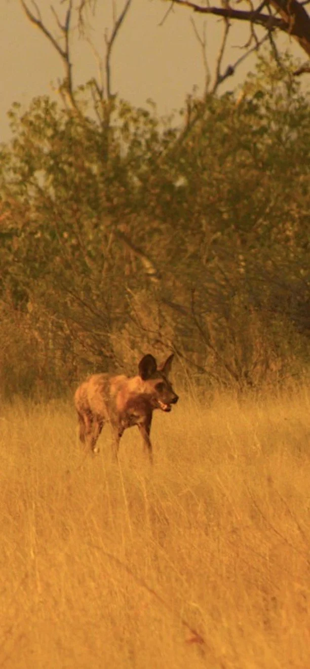 To watch painted dogs fan out across the savannah is to see resilience in motion. Hunted as 'vermin' for threatening livestock, hemmed in by shrinking habitat and the spread of disease, their existence has always been a negotiation with us. Climate c