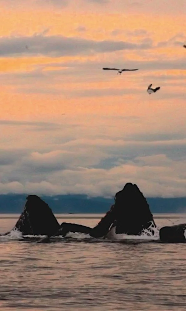 @BeverlyJoubert and I have witnessed countless ingenious ways that species solve the challenges of feeding and survival. During a recent trip to Alaska, we saw a different kind of brilliance: humpback whales sculpting spirals of bubbles to corral fis