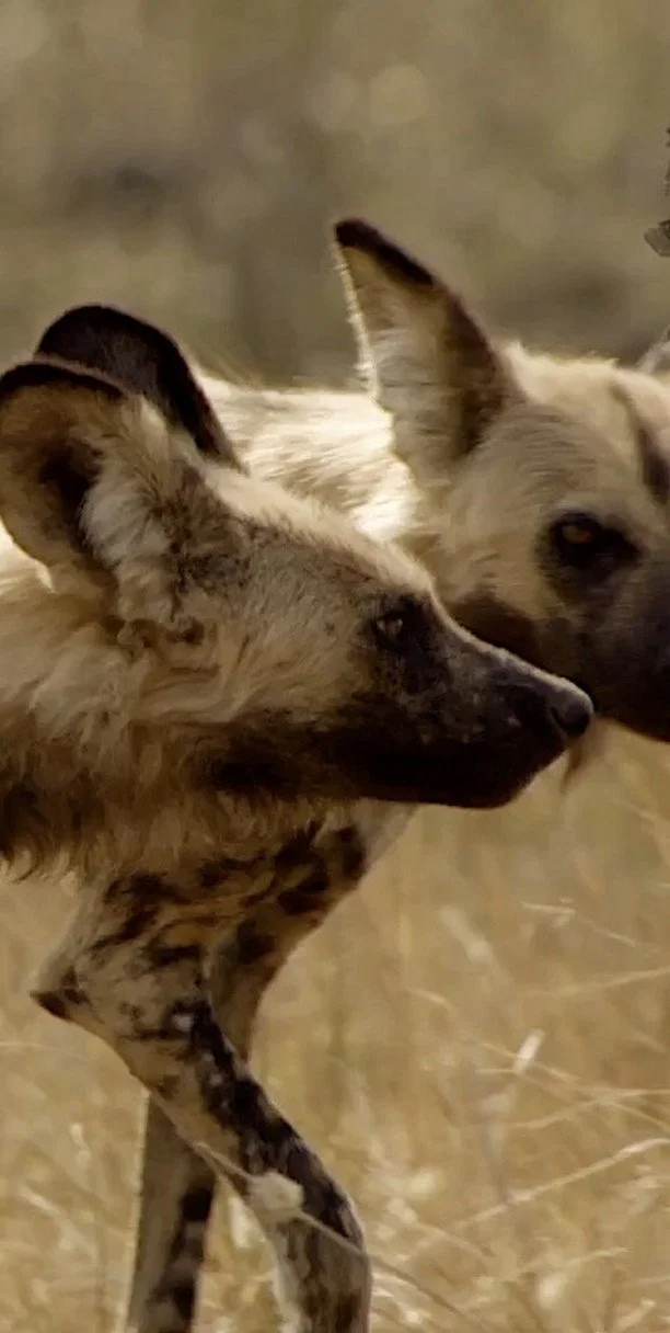 On World Painted Dog Day, we celebrate the underrated 'misfits' of Africa's predator guild. Lions rule by strength, leopards by stealth, cheetahs by speed. Wild dogs? They bring something else to the table: endurance, choreography and an unmatched de