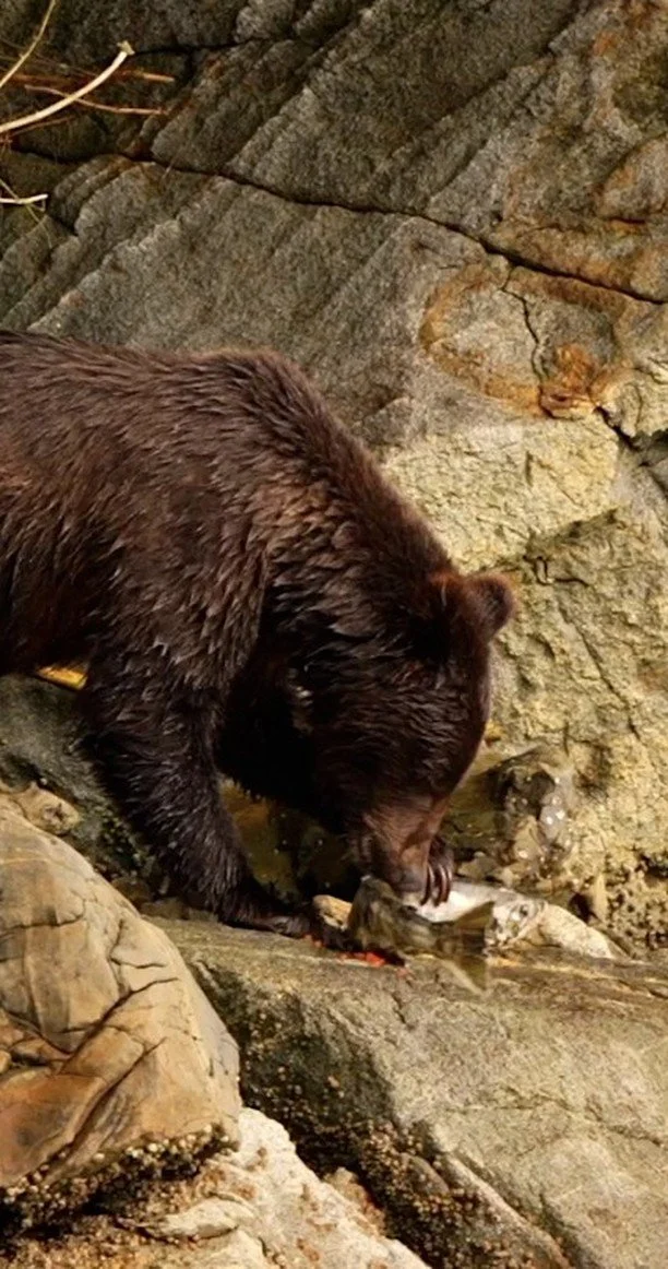 On a recent trip to Alaska, we watched brown bears gorge themselves on salmon, a feast that sustains them through the long winter ahead. The runs are staggering: thousands of fish pushing upstream, heavy with oily calories that the bears turn into re