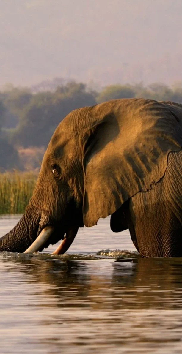 Most people spend their lives in places where awe is measured by what humans have built: skyscrapers, highways, massive machines. It’s easy to forget that there are still landscapes where scale belongs to wildlife, where the largest presence is