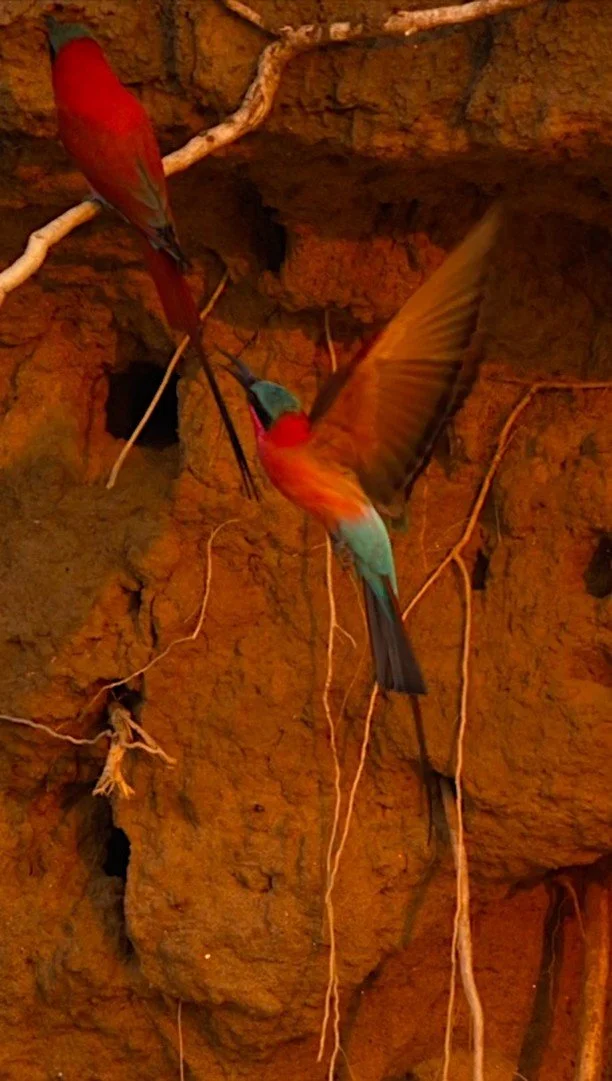 Watching carmine bee-eaters along the banks of the Zambezi is such a clear reminder that beauty is never just for show. The plumage, the flurries of movement, the chatter and the calls – it's a spectacle, yes, but it's also a glimpse of the liv