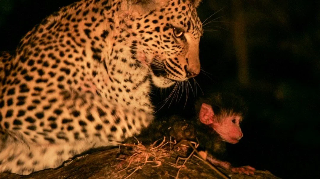 We have spent our lives in the company of wild animals, slowly unravelling some of the mysteries that make the natural world so alluring. Although we understand more now than we did four decades ago when we began our journey as storytellers and filmm