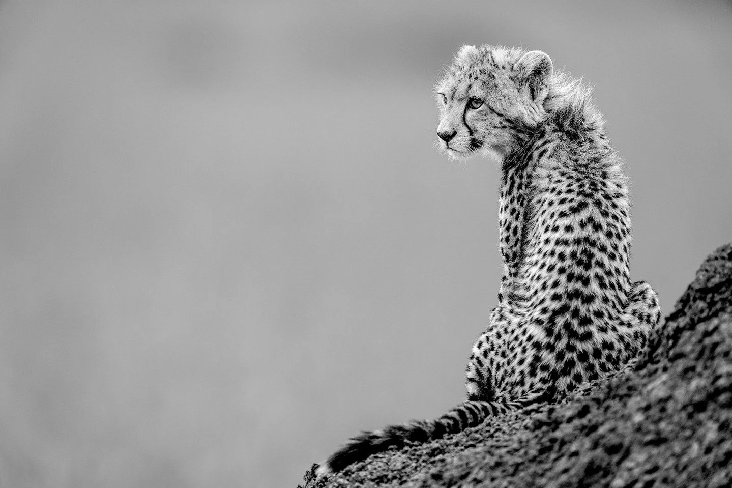 Perched at the base of a termite mound, her lithe form almost melting into her surroundings, this cheetah cub stood poised – alert but tentative – as her mother vanished into the grass in search of prey. Too young yet to chase, she watche