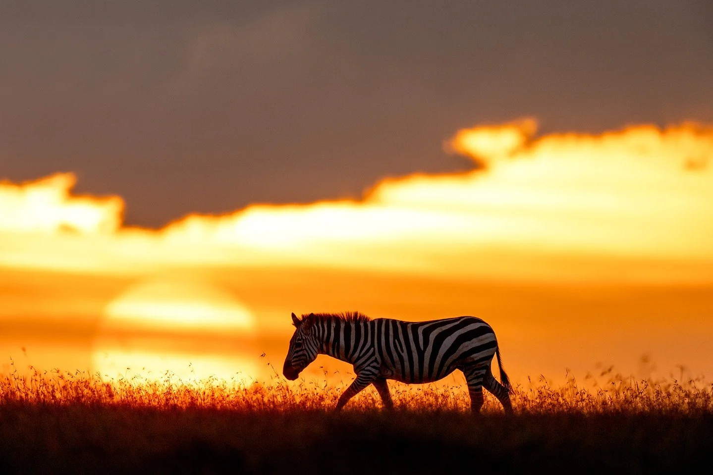The relentless burn of the summer sun in Kenya can make conditions challenging for grazers that spend much of their time on the move. With little shade to provide respite from the heat, many animals choose to move during sunset when cooler temperatur