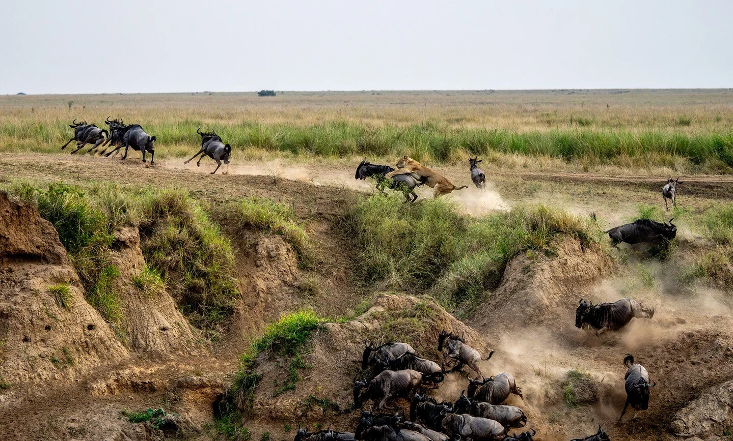 Wildebeest rely on safety in numbers, more herd members means more eyes to spot danger and more bodies to create confusion in the heat of the chase. But travelling in big herds also has its downsides. During East Africa's annual migration when millio