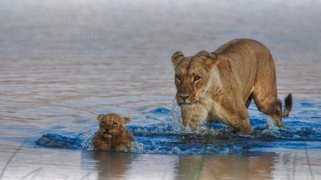 In the Selinda Reserve, a swathe of protected land in northern Botswana sandwiched between the Okavango and Linyanti river water systems, lions learn early in life that if they hope to survive they have to swim. While filming Birth of a Pride, Dereck
