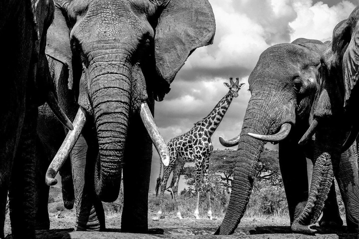 Patiently waiting its turn to drink, this giraffe peaked through colossal curtains of grey formed by elephant bulls that had claimed dominion over the waterhole at ol Donyo Lodge in Kenya's Chyulu Hills. Their substantial size and impressive tusks en