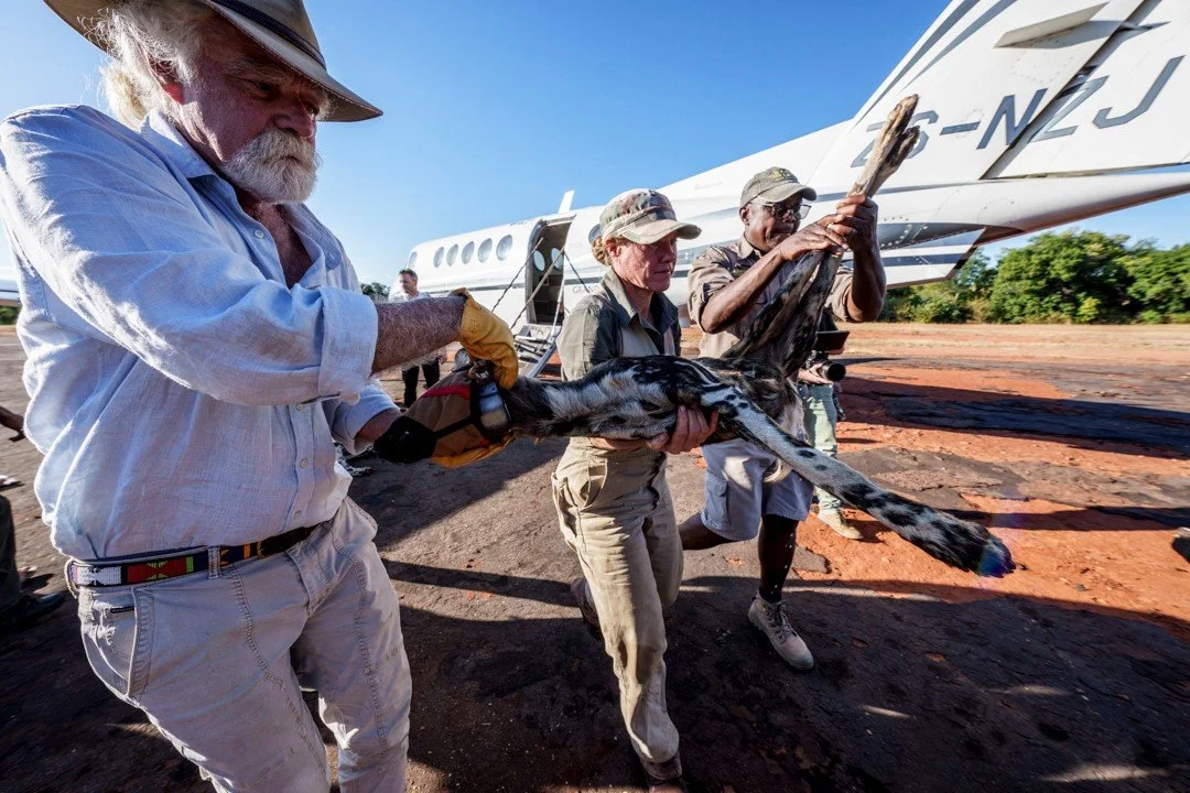 Wildlife relocations can be fraught with challenges, complicated logistics and unforeseen developments. But they can also be profoundly rewarding. As part of Project Rewild – an initiative we spearheaded through the Great Plains Foundation &nda