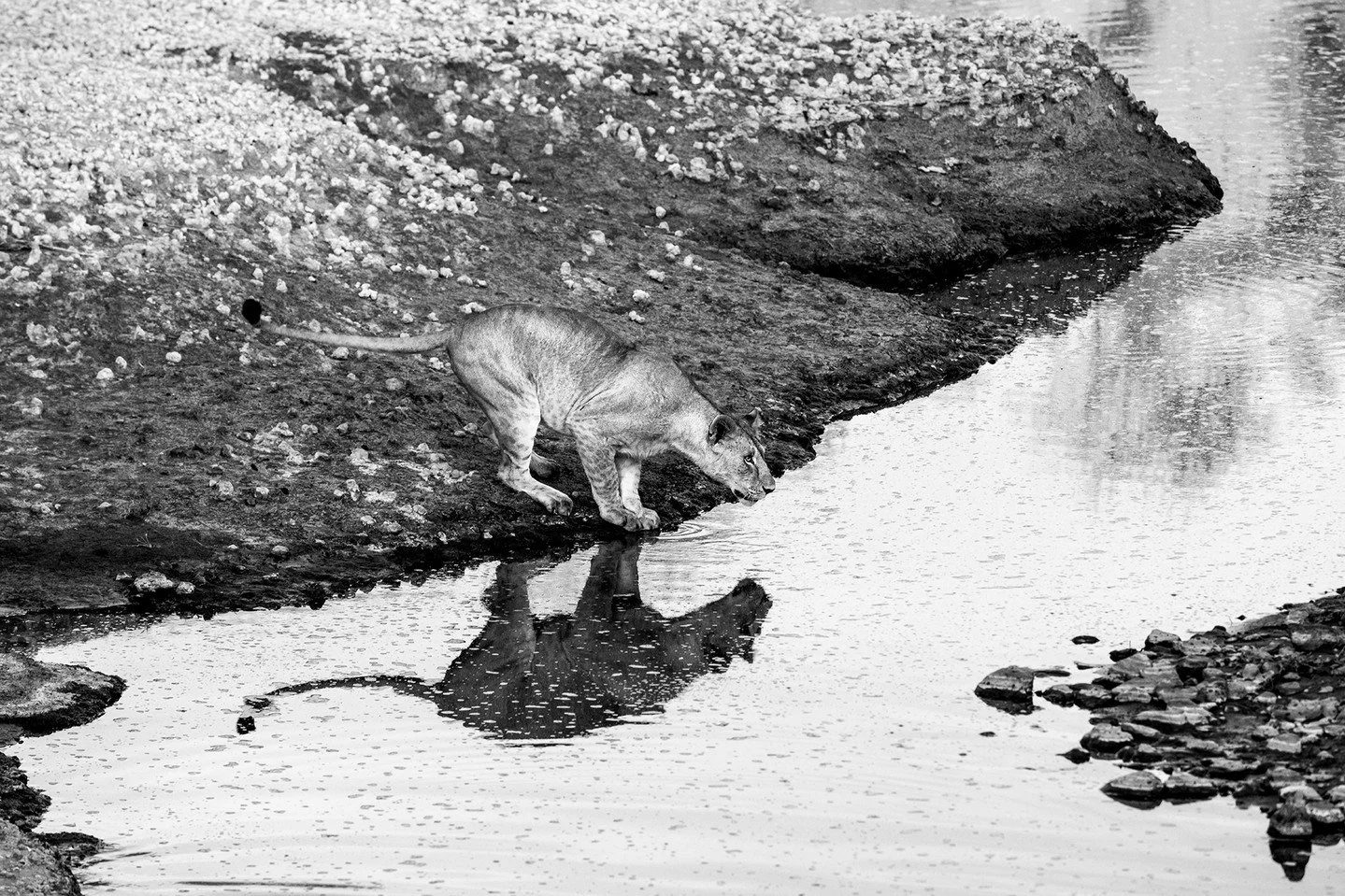 Cleared for takeoff. Although lions are capable swimmers, they rarely look comfortable in the water, and appear to avoid it when they can. Perhaps they are wise to the potential dangers often lurking below the surface. This lioness sought out the nar