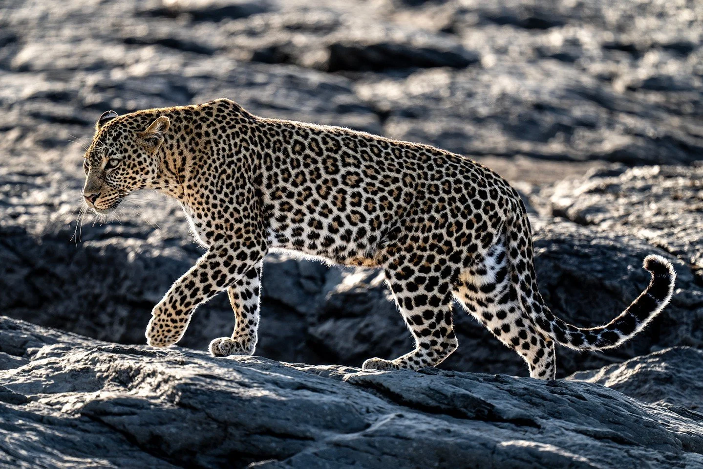 There is a silent confidence in the way a leopard moves. Across sun-dappled rocks, every step is measured. These cats carry themselves with an elegance honed by curiosity, resilience, and a lifetime in the shadows. Leopards seem to carry a world of s
