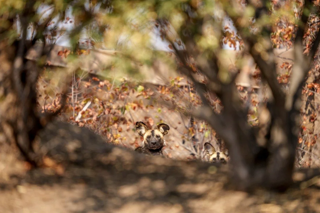 Watching and documenting these painted dogs taking their first steps to freedom in Zimbabwe's Sapi Reserve, after a wildlife relocation project that tested the resolve and dedication of all involved, was a truly special moment. The dogs were hesitant