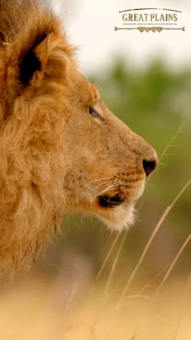 A lion’s roar is the soundtrack of an African safari.
These deep, guttural calls can be heard from kilometres away and are used by the cats to communicate their presence and declare their territory. Sadly, in many parts of Africa these roars a