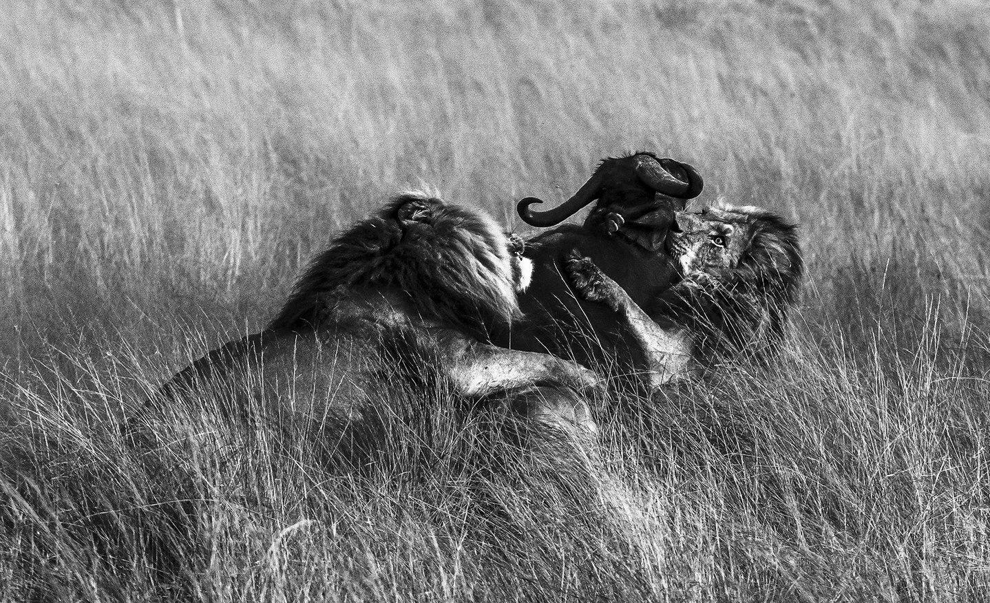 In the fading light, two lions close in on a buffalo, using bulk and strength to subdue their formidable prey. These battles can be fraught with drama as power constantly shifts – the cats determined to feast, and the buffalo stoic and unwillin