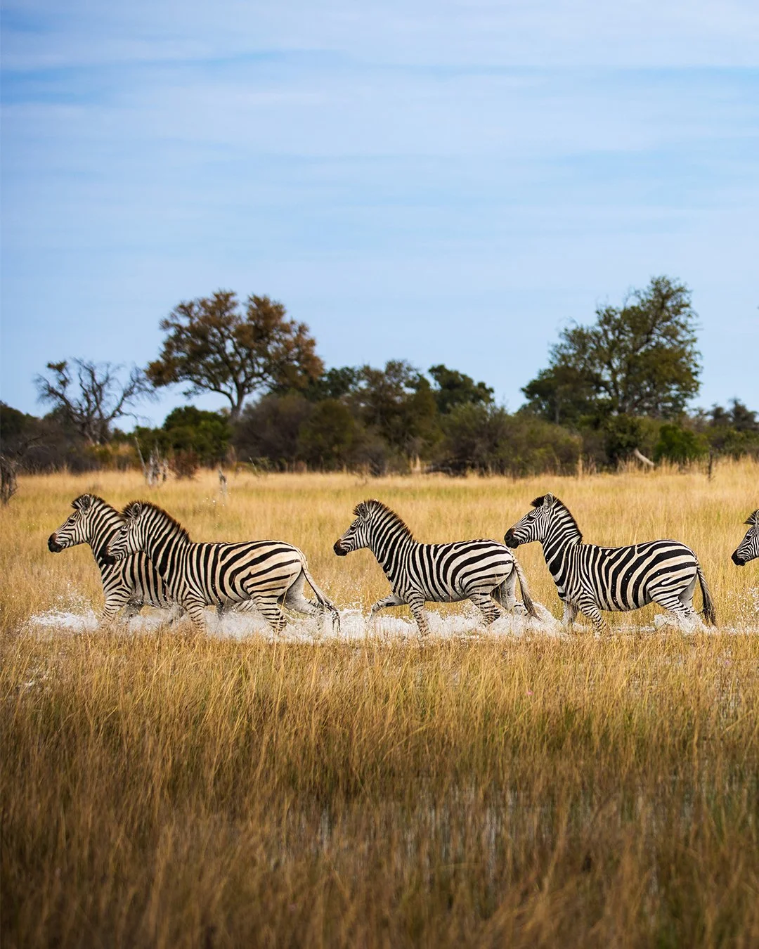 Each year, floodwaters drench the plains in northern Botswana creating a landscape that is unique and rich in biodiversity. But the saturated savannah can also be challenging to navigate. Zebras, like all species here, must negotiate water crossings