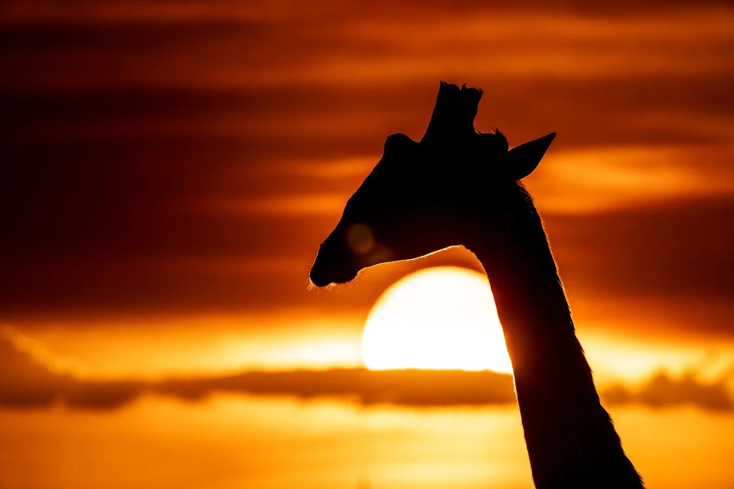 A giraffe set against a fiery African sky is iconic and unmistakable. Across Kenya’s sweeping landscapes, the elegant silhouettes of grazing giraffes at twilight are a timeless hallmark of the bush. But why the long neck? It's such a defining f