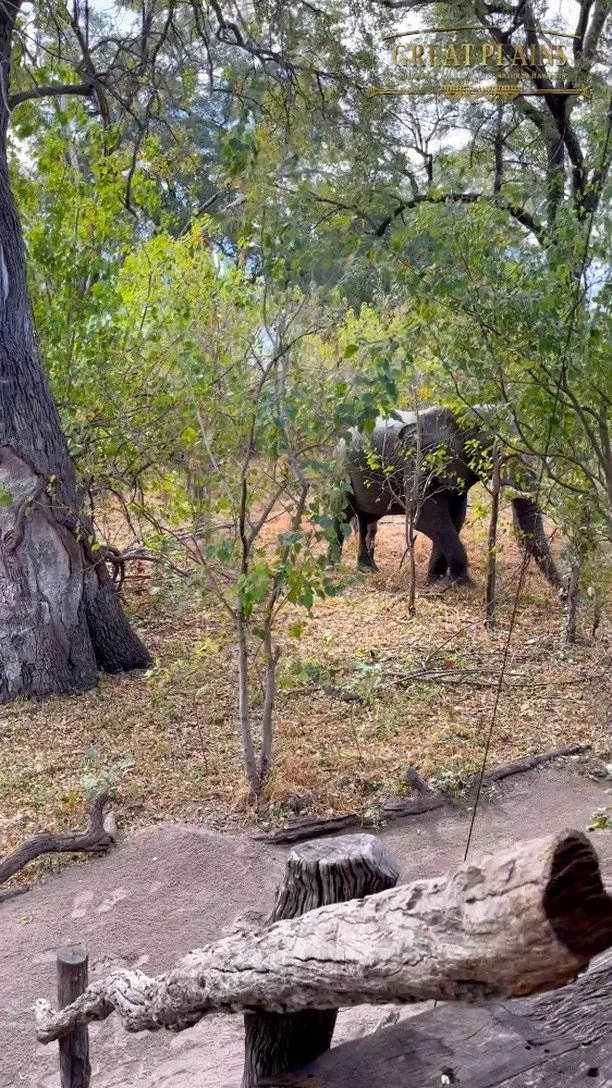 At Zarafa Camp in northern Botswana, you don't have to travel far from your room to experience incredible wildlife sightings ...
#ZarafaCamp #Zarafa #Botswana #GreatPlainsConservation #ConservationTourism #GreatPlainsFoundation #safarimoments #EcoTo