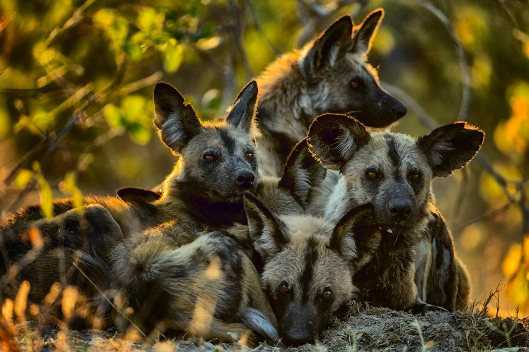 Painted dogs, although adaptable and resilient, are one of Africa's most threatened canines. Their vast home ranges often result in clashes with humans who will sometimes kill the dogs if they stray out of protected areas, usually in retaliation for
