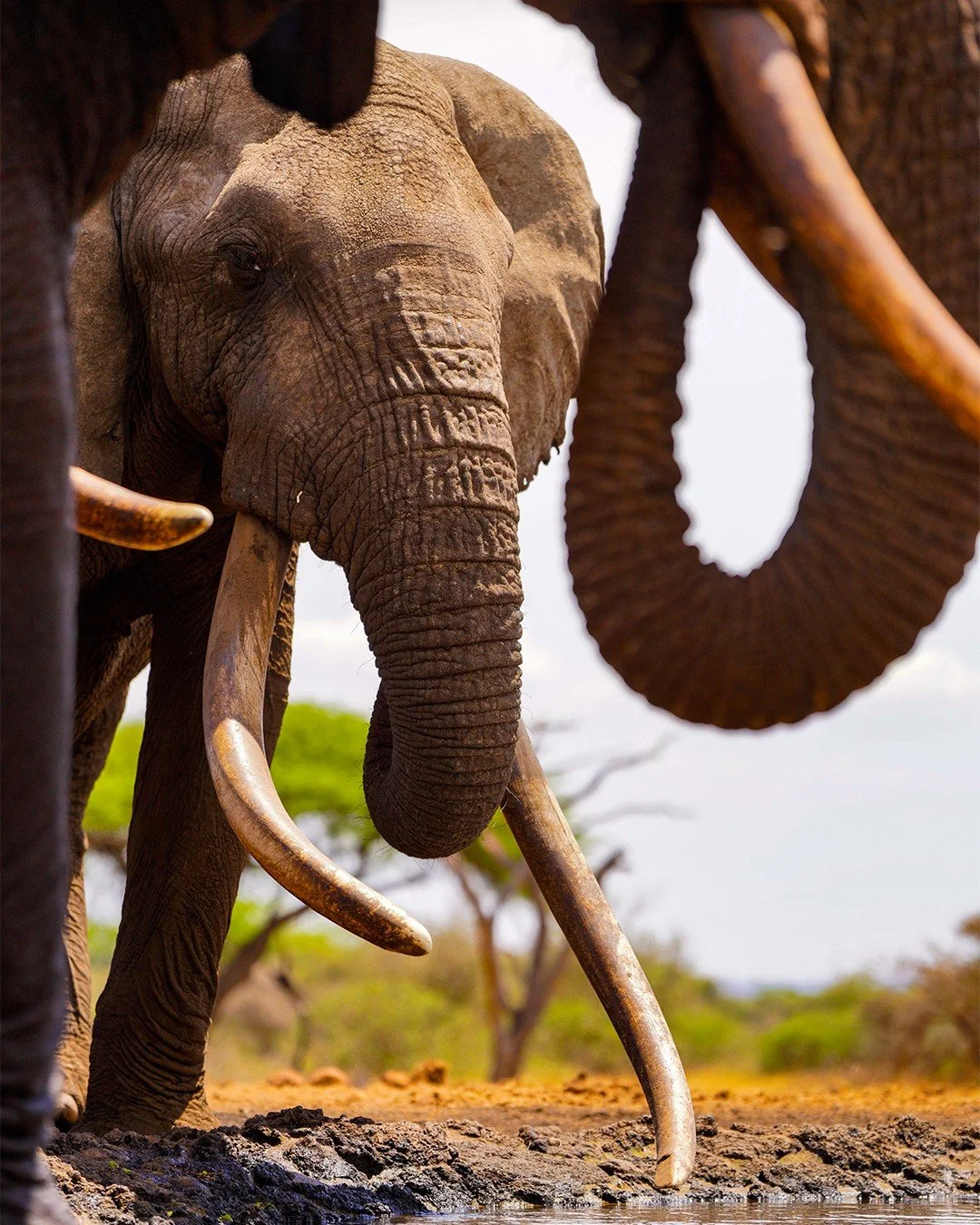 The sunken hide at ol Donyo Lodge in Kenya's Chyulu Hills offers excellent opportunities to photograph the area's famous tuskers. These giants carry ivory so long it almost touches the ground – elongated incisor teeth that they use for digging,