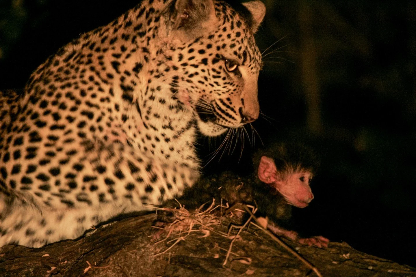 Every photograph tells a story ... of beauty, resilience, and the wild spirit of Africa. These are just a few of our favourite moments from Wild Eye: A Life in Photographs, captured over a lifetime of adventure, love, and discovery. From big cats to