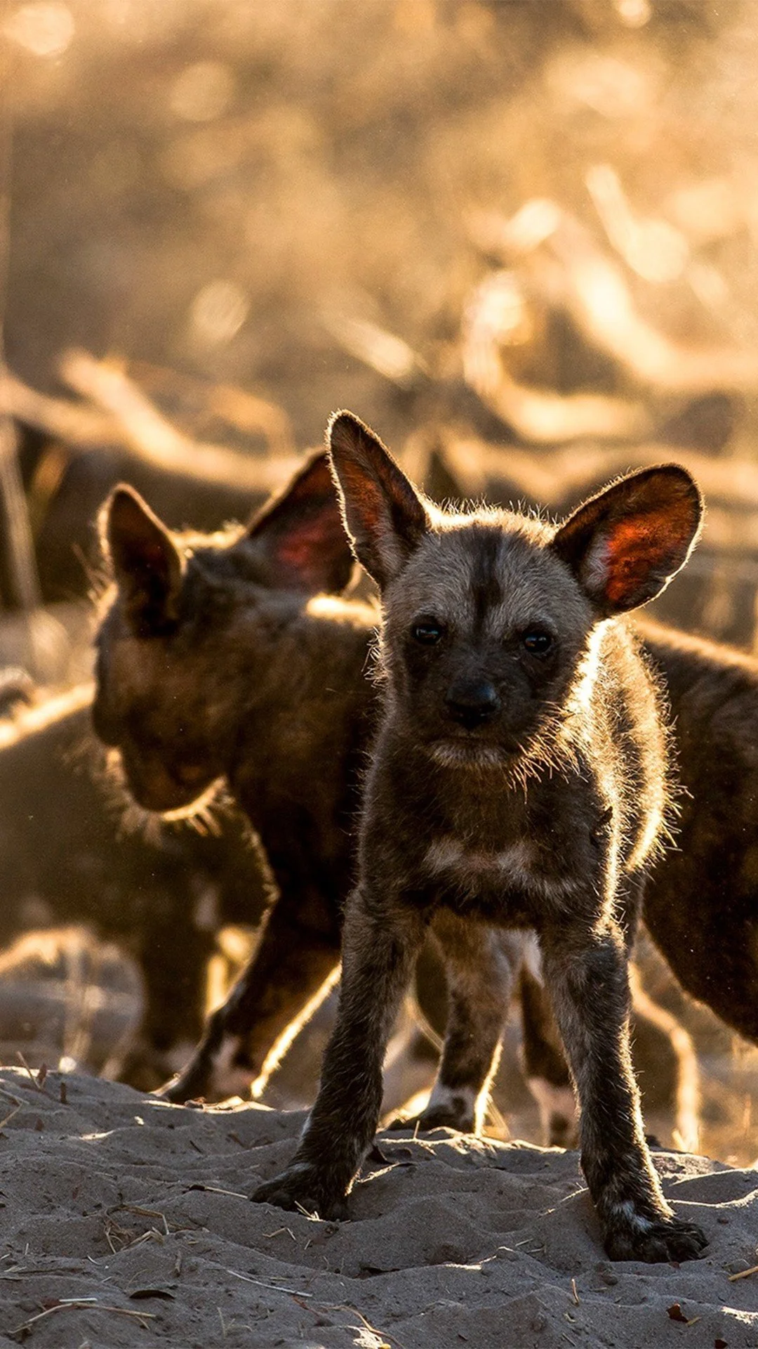 Moments like these are rare treasures on safari. With fewer than 6,000 painted dogs left in the wild, every sighting is a reminder of how vulnerable these endangered predators are. At Great Plains, our goal is to conserve the critical habitat these c