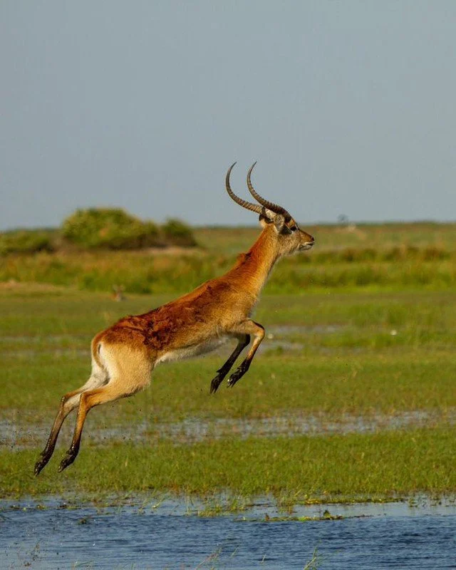 Red lechwe are a common sight on the drenched flatlands of Duba Plains. At home in the marshy terrain, these antelope are armed with splayed hooves and long hind legs covered in a water-repellant substance which allows them to easily leap through the