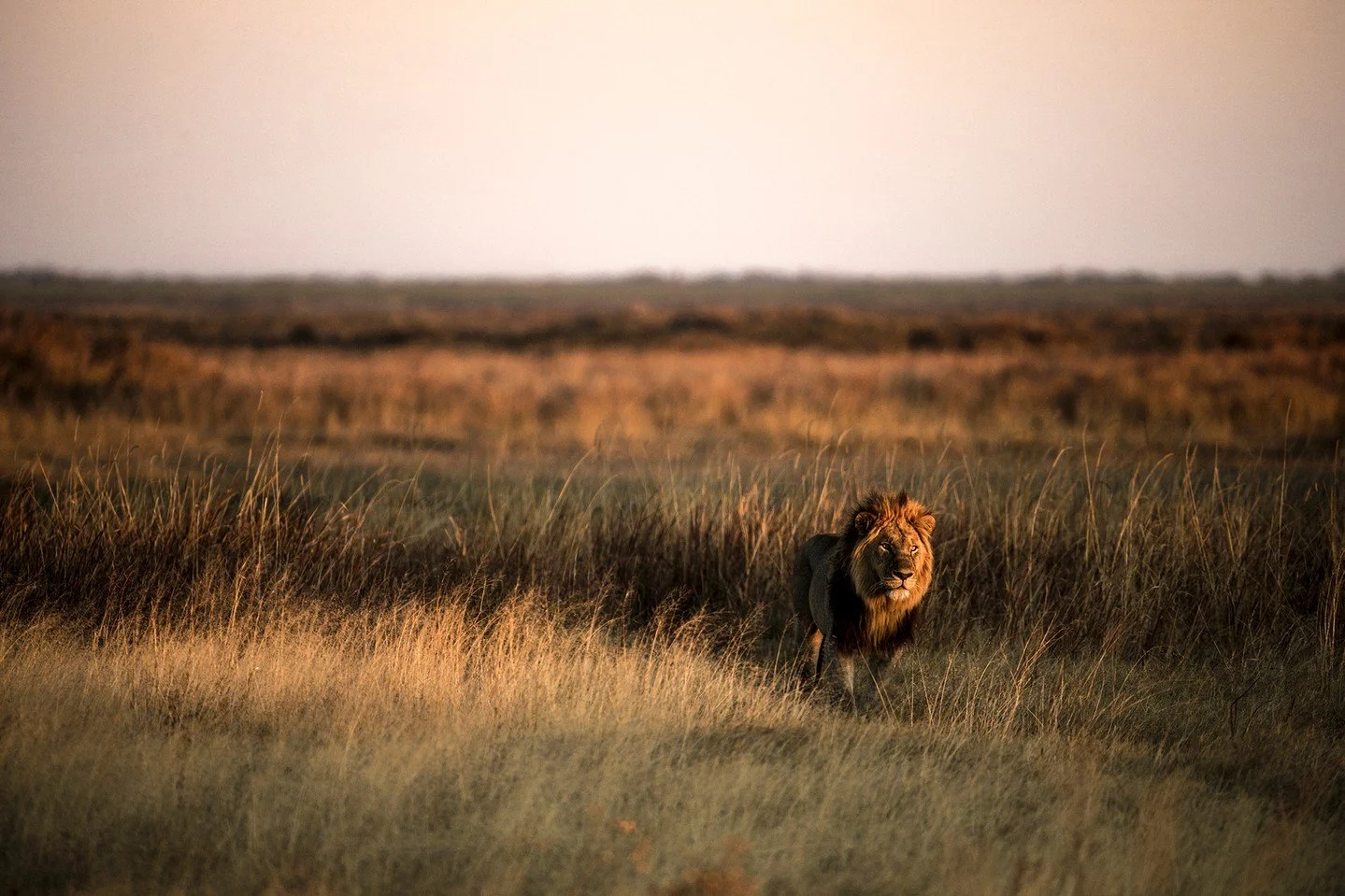 Radiant in the amber glow of the afternoon sun, this dominant male moves with purpose, patrolling his territory with a strength honed by the challenges of survival in this harsh landscape. The tall grass parts around him, its golden hues mirroring hi