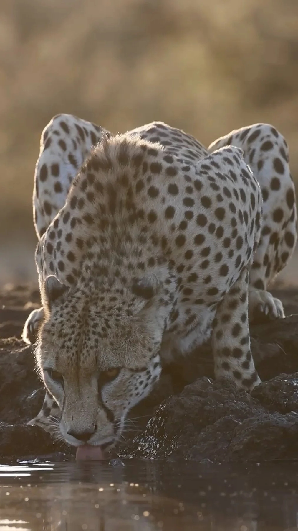 At ol Donyo Lodge, incredible encounters like this unfold just a few steps away. Filmed from a hide that overlooks a waterhole near camp, this cheetah paused for a drink in the afternoon light, putting on a show for guests who watched the action unde